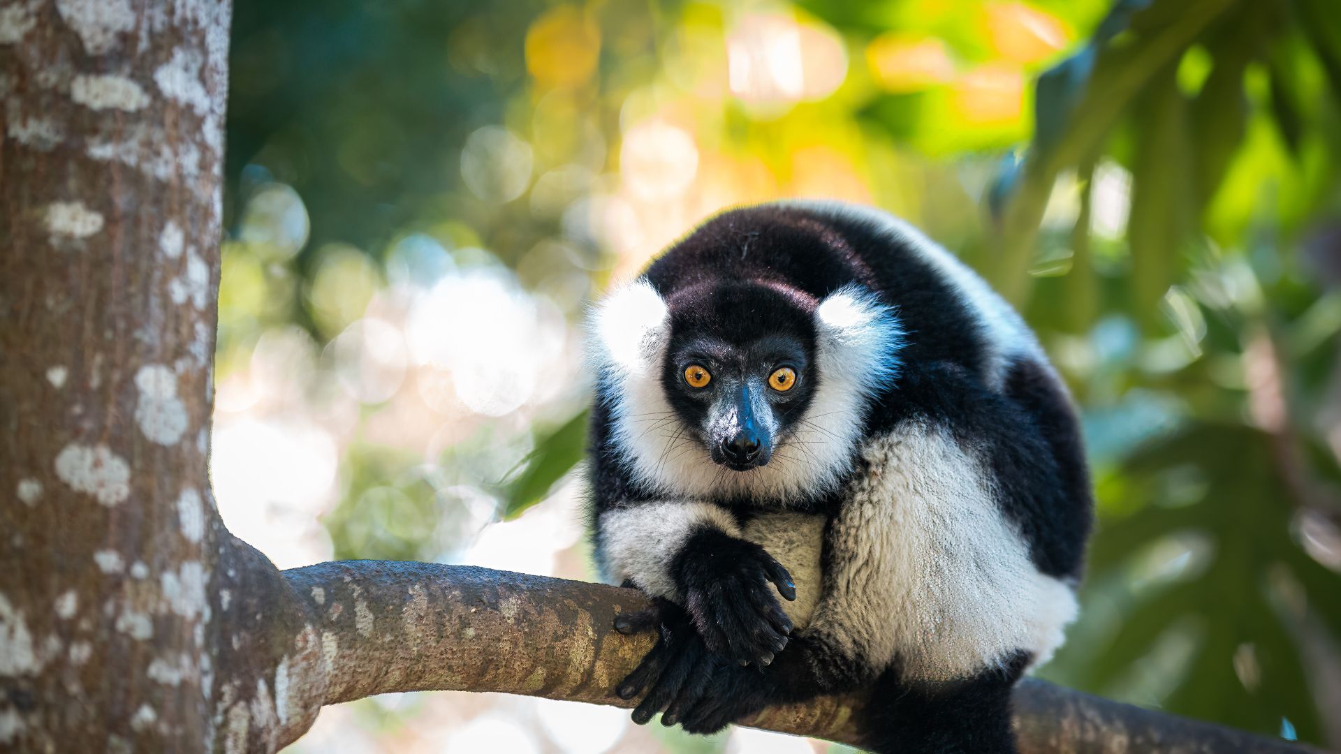 Lemure dal collare bianco e nero, Madagascar