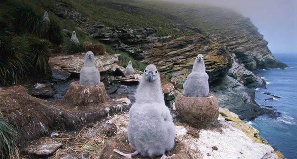 Albatross