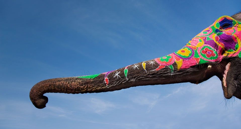 PaintedElephant