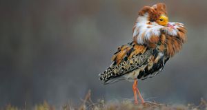 Combattant varié (Philomachus Pugnax) avec plumage nuptial, Norvège (© Werner Bollmann/age fotostock)(Bing France)