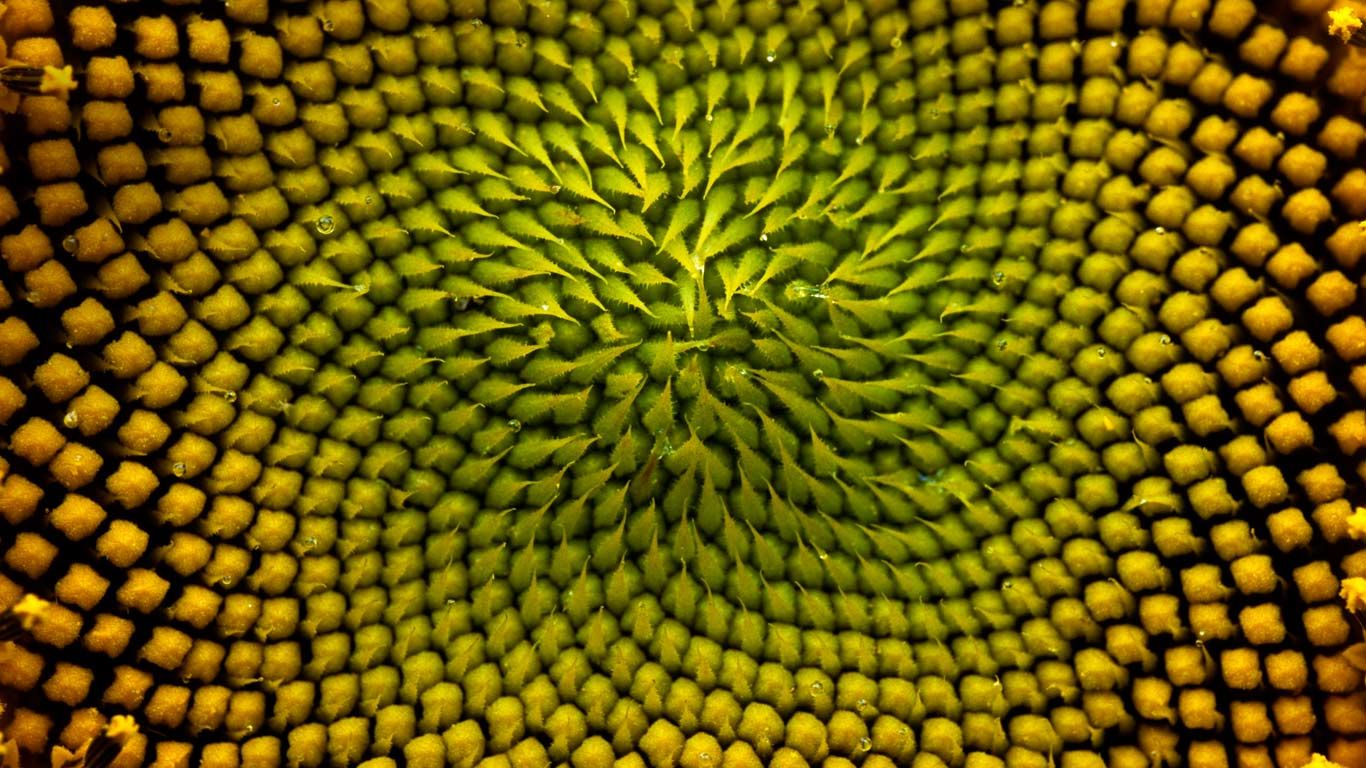 Detail of the inside of a sunflower, Boulder, Colorado