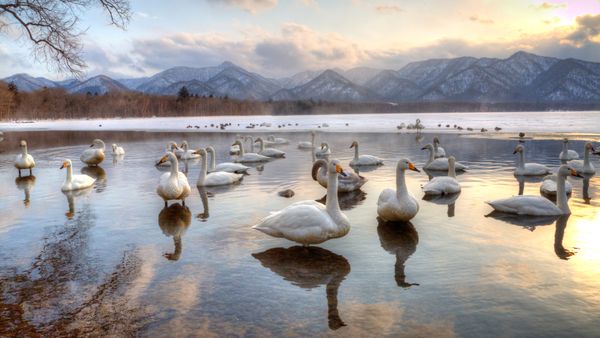 Cigni sevatici nel Lago di Kussharo, Giappone