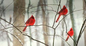 Mâles cardinal rouge sous la neige (© Robert Shaw/Alamy) &copy; (Bing France)