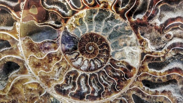 Fossile di ammonite del Madagascar