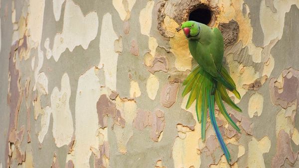 Rose-ringed parakeet on a plane tree in Mannheim, Baden-Württemberg, Germany