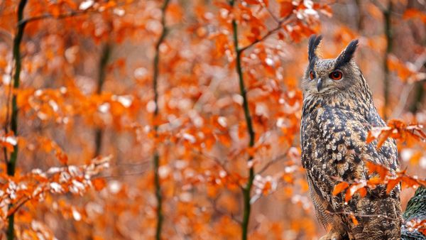 Europäischer Uhu auf einem herbstlichen Baumstamm, Deutschland