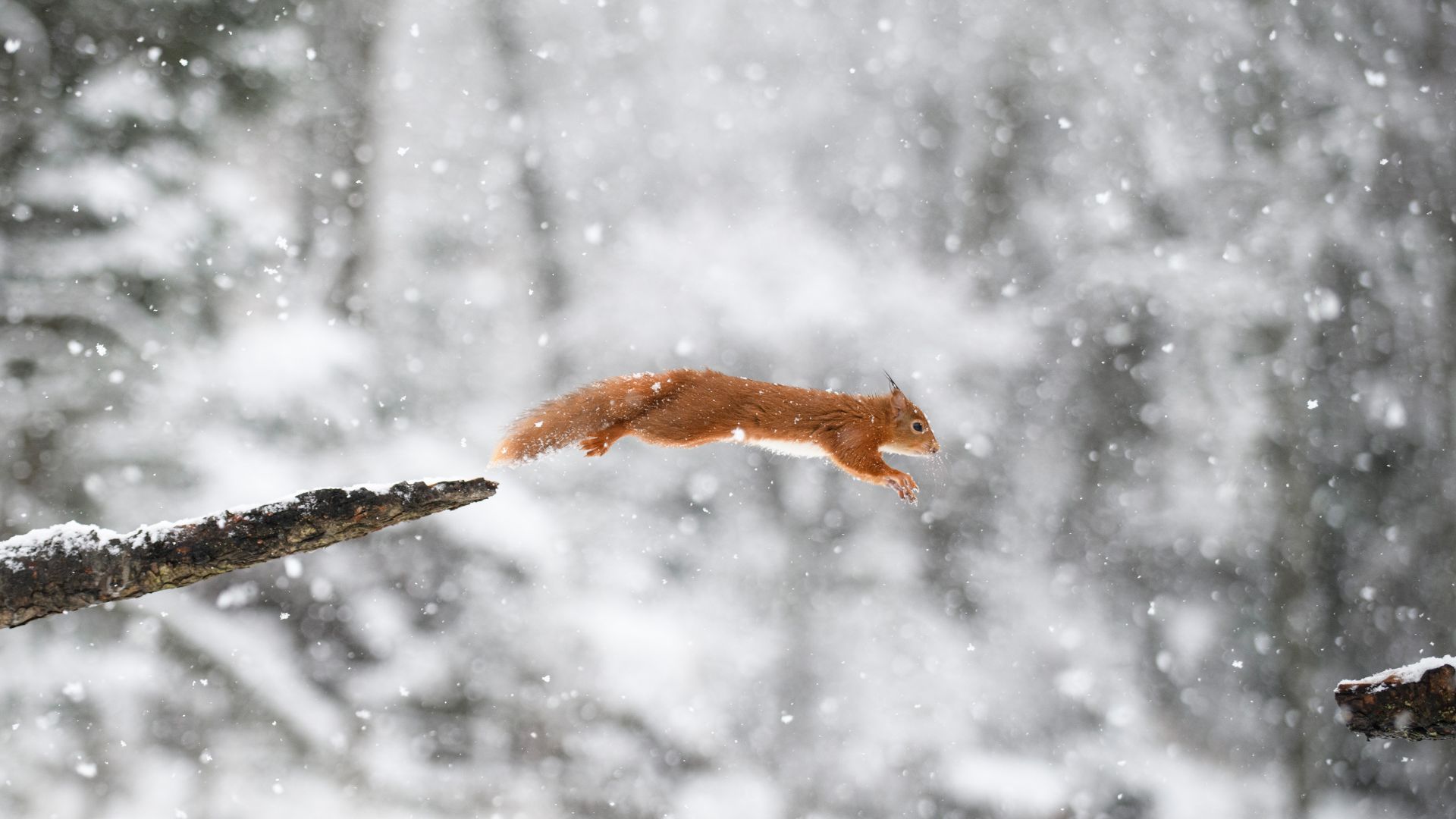 Eurasian red squirrel