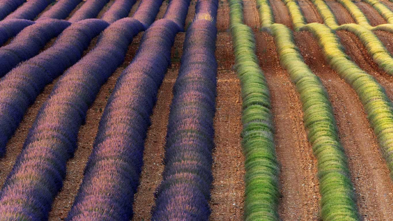 Lavender fields of Valensole, Provence, France