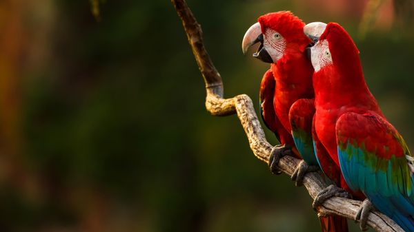 Pair of red-and-green macaws perching on a tree branch, Buraco das Araras, Mato Grosso do Sul, Brazil