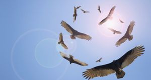 在天空盘旋的秃鹫 --  John Lund/Getty Images &copy; (Bing China)