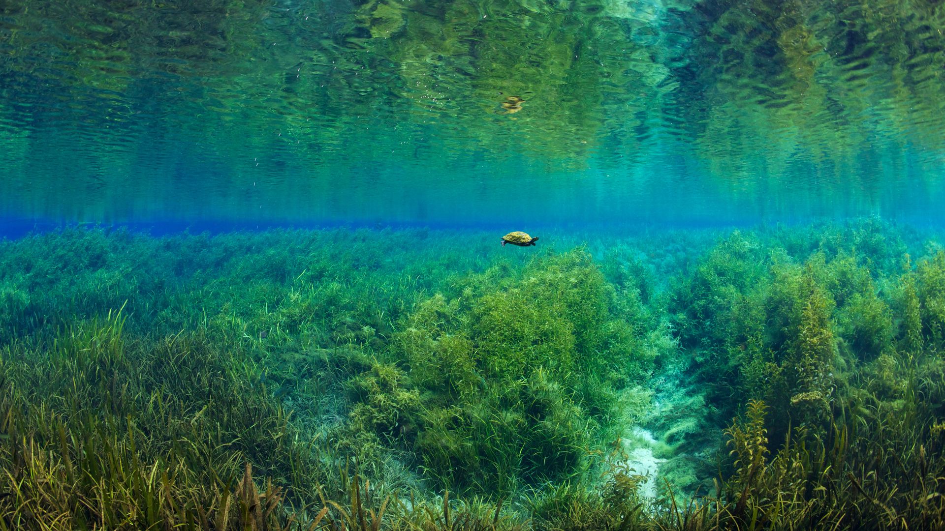 Florida red-bellied turtle in Rainbow Springs, Rainbow Springs State Park, Florida