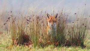 一只草丛里的狐狸 (© Frederic Desmette/Minden Pictures)(Bing China)