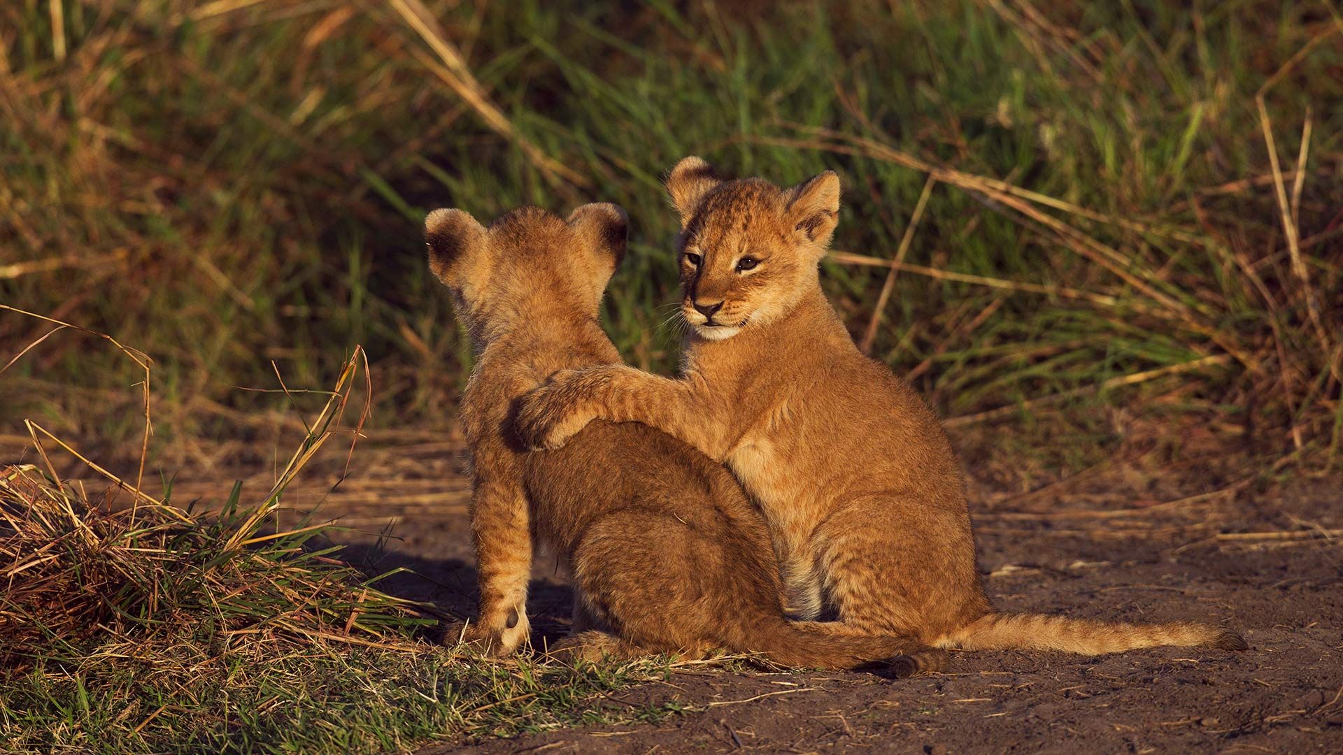 Deux lionceaux dans la réserve nationale du Masai Mara au Kenya