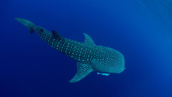 Uno squalo balena nella baia di Cenderawasih, Papua occidentale, Indonesia