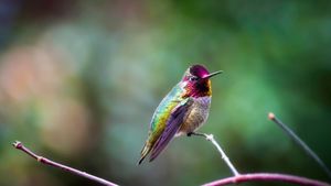 静立枝头的朱红蜂鸟 (© Dee/Getty Images)(Bing China)