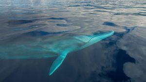 亚速尔群岛附近海域中的一条长须鲸 (© Luis Quinta/Minden Pictures)(Bing China)