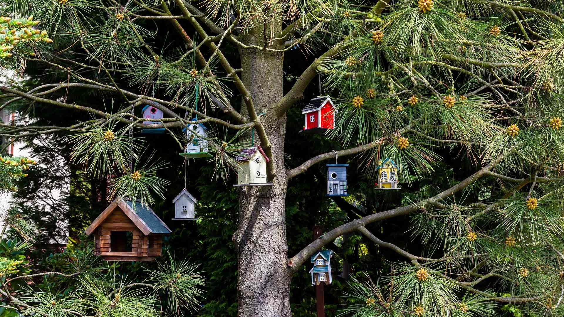 Birdhouses hanging in a tree