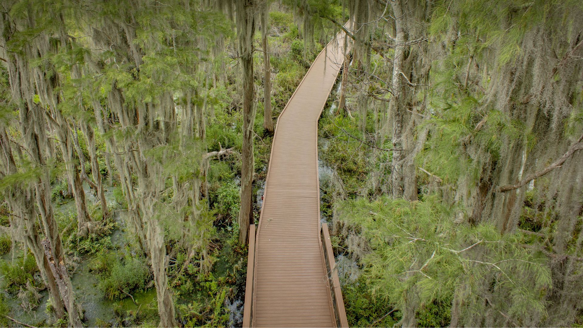 Spanish moss trees over a boardwalk in the Okefenokee Swamp, Folkston, Georgia