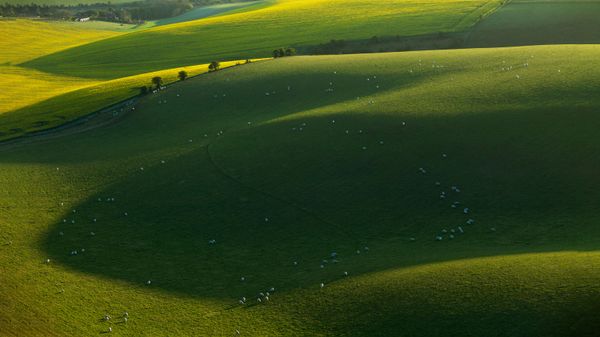 Sheep in South Downs National Park, East Sussex, England