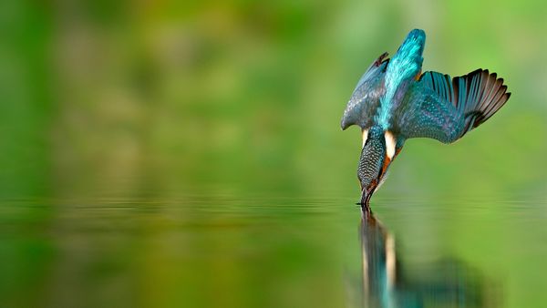 Martin-pêcheur en chasse dans une rivière de Lorraine