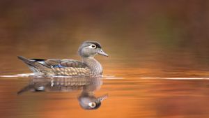 Wood duck hen, United States (© ps50ace/iStock/Getty Images)(Bing Australia)