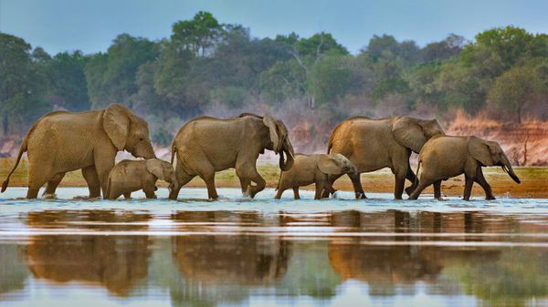 Elephants crossing Luangwa River, Zambia