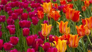 Ottawa Tulip Festival (© imageBROKER/Shutterstock)(Bing Canada)
