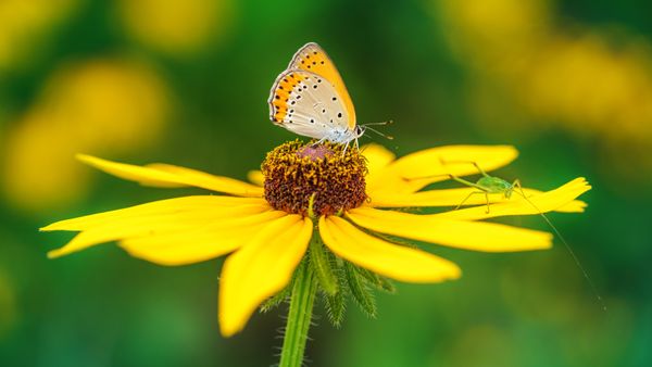 Butterfly pollinating on yellow flower