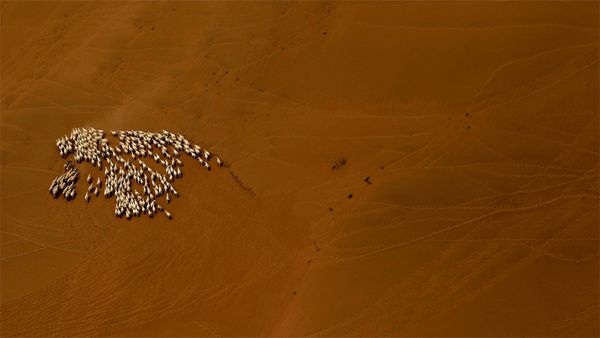 A flock of sheep in the Gobi Desert