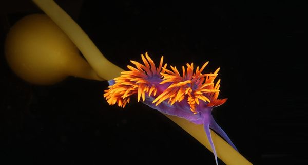 Spanish Shawl Nudibranch (sea slug) in a kelp forest off the coast of Santa Catalina Island, California, USA