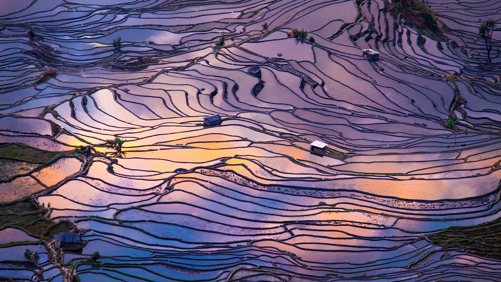 Veduta aerea di campi di riso a gradini, Yuanyang, Cina