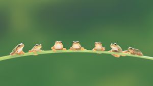 树蛙 (© TAKAO ONOZATO/amanaimages/Corbis)(Bing China)