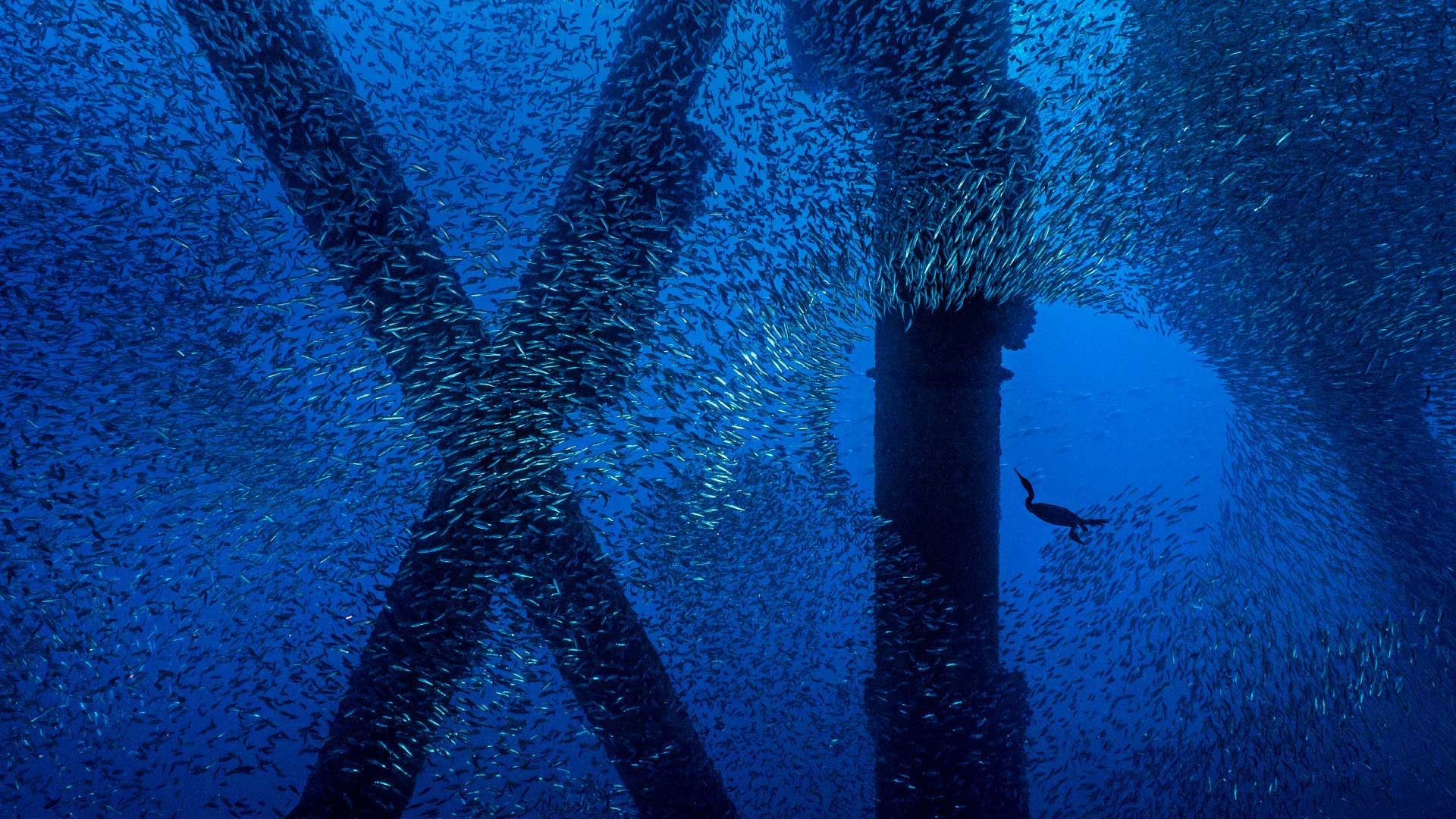A Brandt\'s cormorant hunts for a meal in a school of Pacific chub mackerel beneath an oil rig off the coast of Los Angeles, California