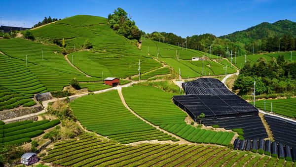 和束の茶畑, 京都府 和束町