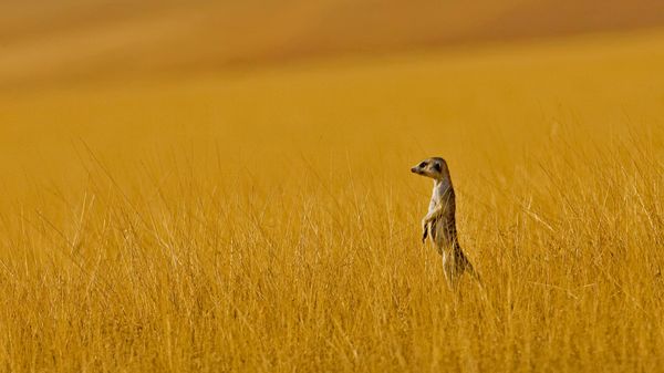 A meerkat in Namibia
