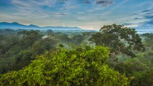 La Selva生物站热带雨林树冠上的黑嘴巨嘴鸟，哥斯达黎加 (© Greg Basco/Minden Pictures)(Bing China)