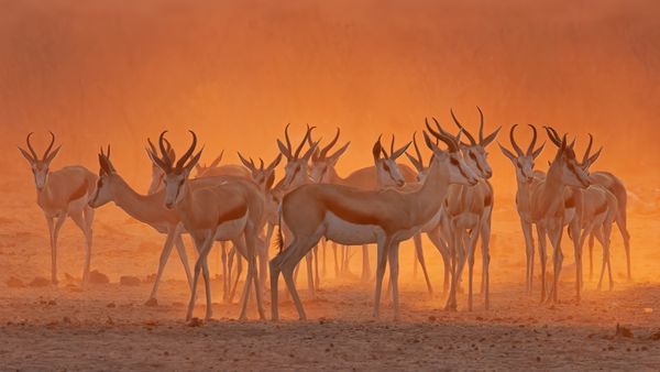 Springboks near a waterhole in Etosha National Park, Namibia