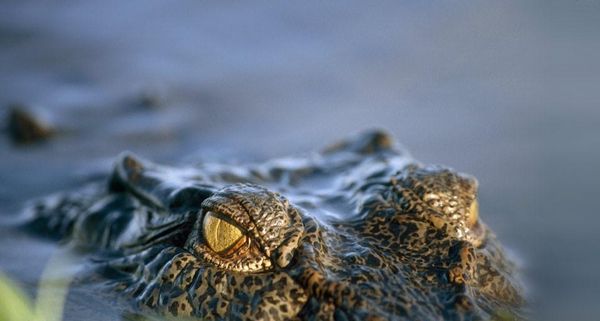 SaltwaterCrocodile