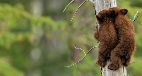 American black bear cubs in Jasper National Park, Alberta, Canada