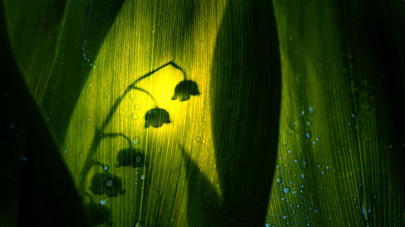 Silhouette of lily of the valley bloom