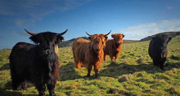 Cows graze in a field near Cape Cornwall near St Just in Cornwall, England