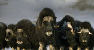 Mature & young Musk-ox bulls and cows in a defensive lineup during winter on the Seward Peninsula near Nome, Alaska -- Milo Burcharm/Photolibrary &copy; (Bing Australia)