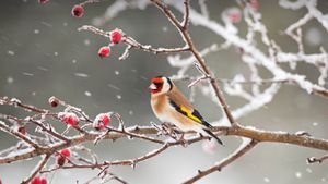 A European goldfinch perched among rosehips in snow (© Ernie Janes/Nature Picture Library/Offset)(Bing New Zealand)