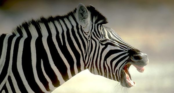 Yawning zebra Zimbabwe, Africa