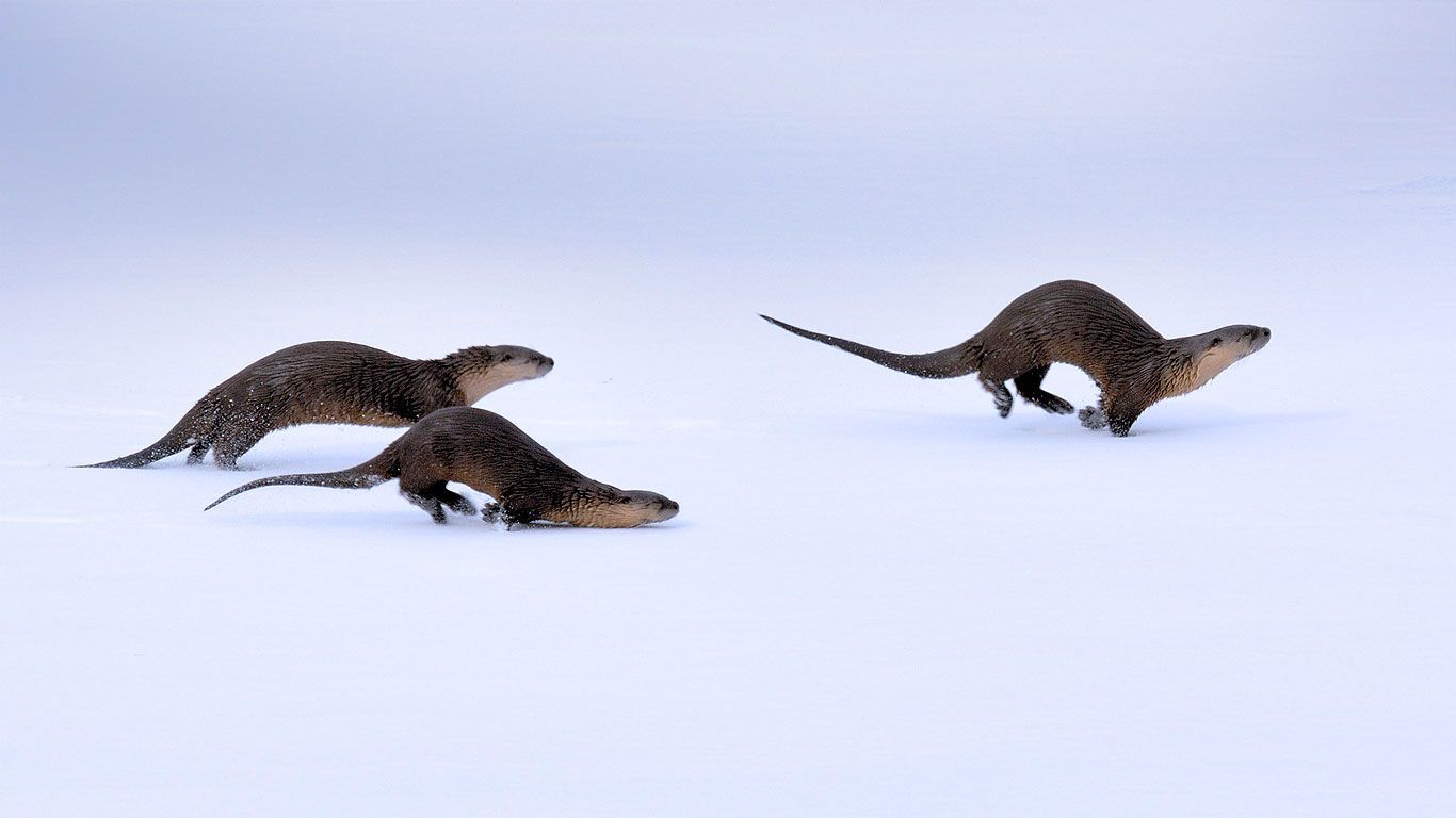 North American river otters in Yellowstone National Park, Wyoming
