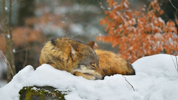 Lupo durante un pisolino nel Parco nazionale della foresta bavarese, Germania