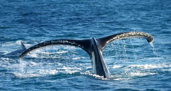 WhaleTail