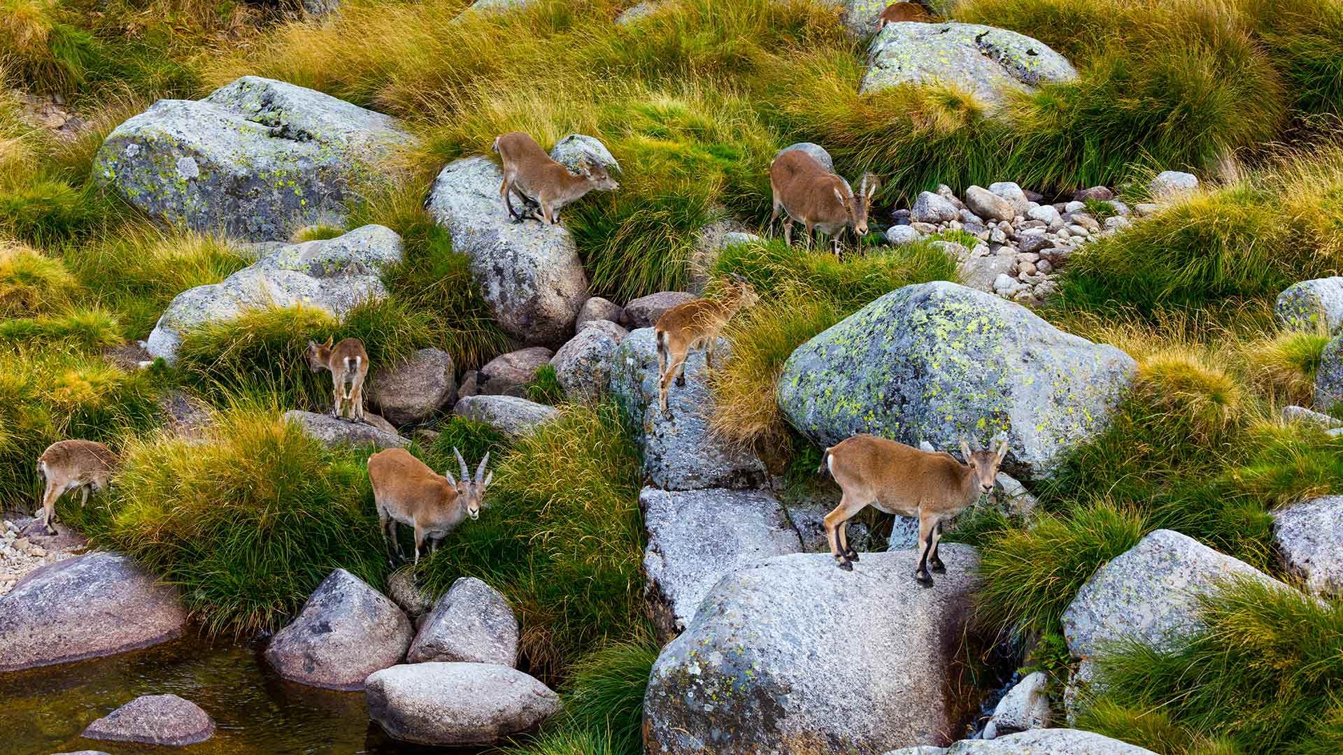 Iberian ibex herd, Sierra de Gredos, Ávila, Castile and León, Spain