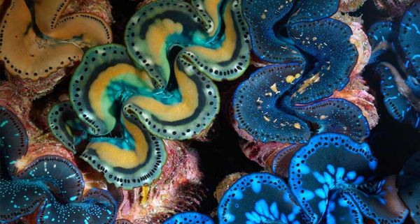 GiantClams