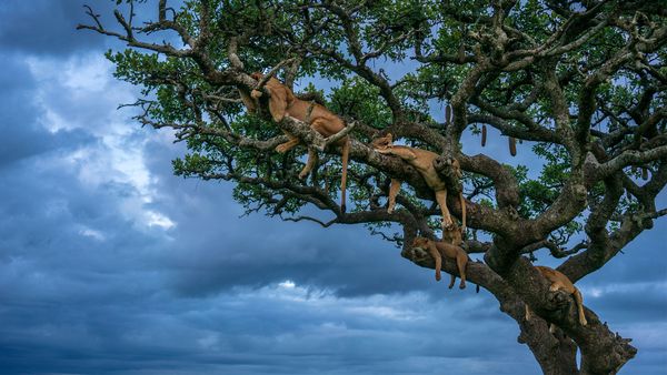 Lionesses sleeping, Serengeti National Park, Tanzania